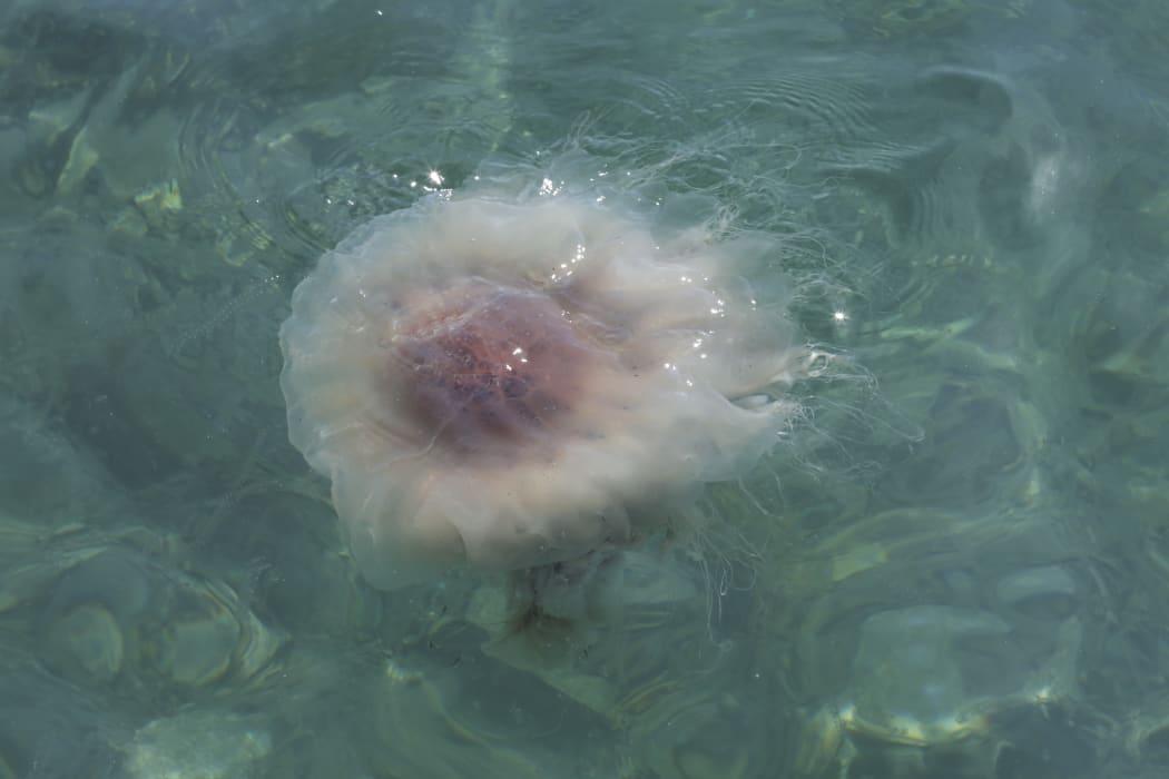 Jellyfish on Evans Bay Wellington