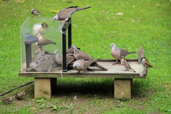 Doves in droves. Spotted doves congregate at a garden bird feeder.
