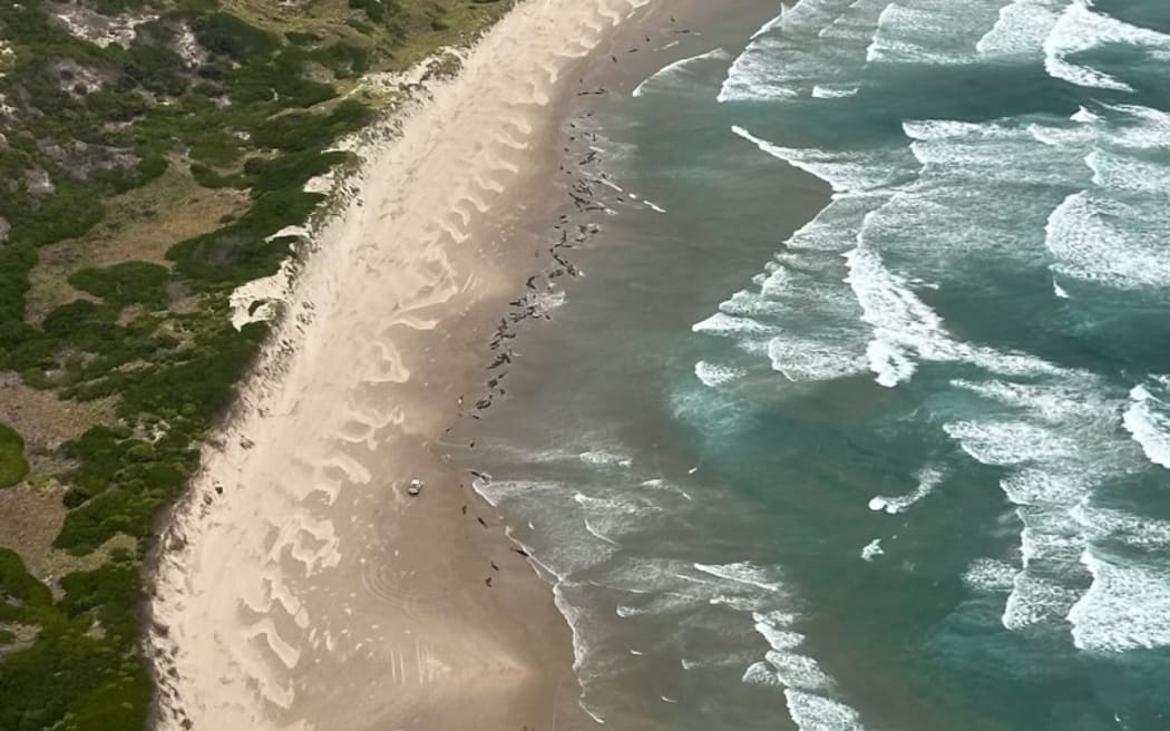 Dozens of whales are stranded on the beach at Arthur River, in Tasmania's far north-west.