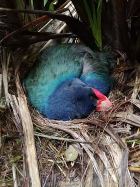 Fomi the Takahe sitting on her egg