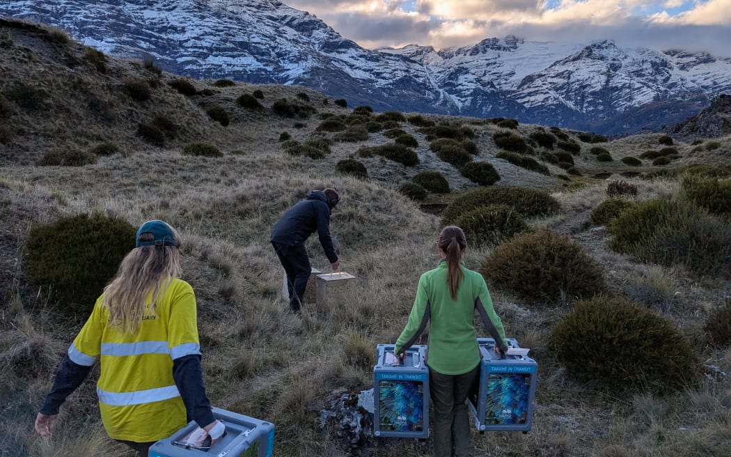 Three people walking across uneven tussockland carrying large boxes that contain takahē. In the background, clouds creep over the edge of snowy mountains.