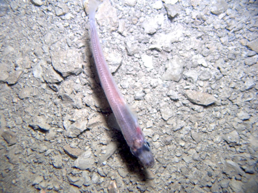 A fish swims over a bed of gravel melted away from the base of the ice.