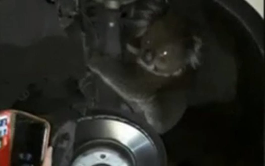 The koala was found sitting in the wheelwell of the 4WD, riding on the axle.