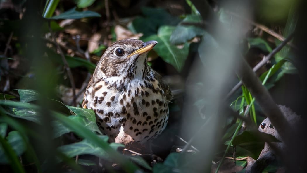 Song Thrush