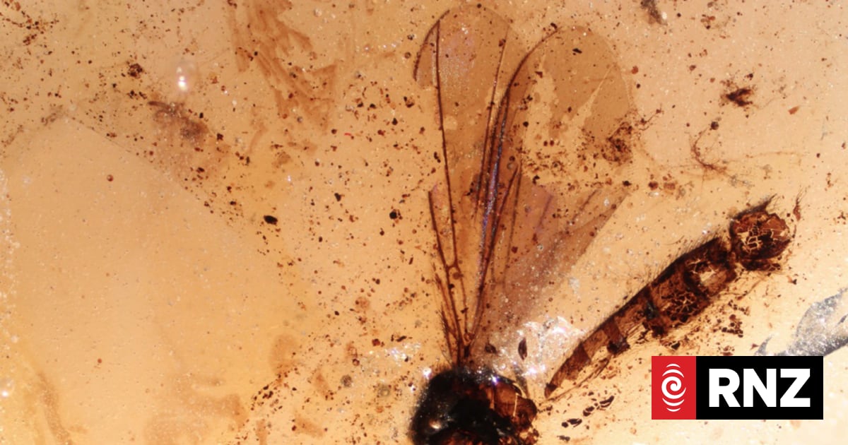 Insects remarkably preserved in New Zealand amber | RNZ