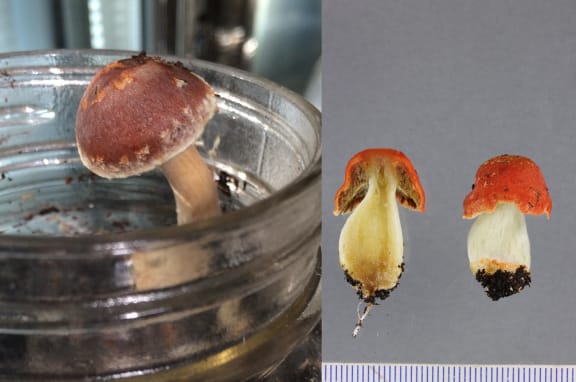 Red-brown mushroom growing in a jar, and a red pouch fungus that has been cut open to show its spongy interior.