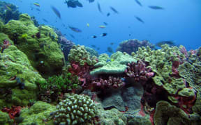 Coral reefs near Enderbury Island in the Phoenix Islands Protected Area.