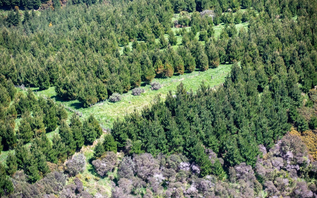 Hawkes Bay Forestry