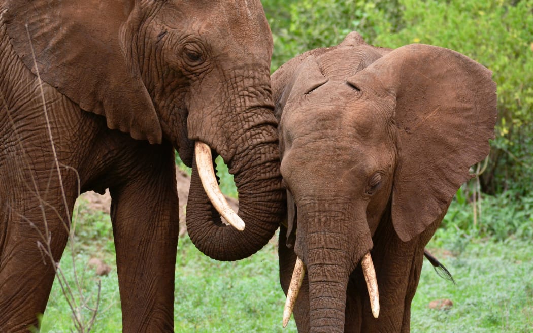 A pair of African elephants in the Manyara National Park in Tanzania (file)