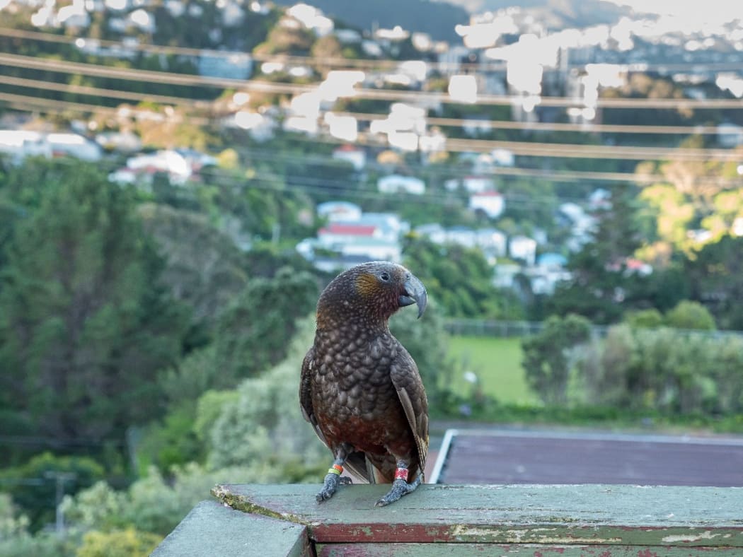 Kaka in Wellington City.