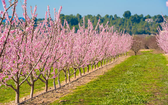 Rows of flowering almond trees.