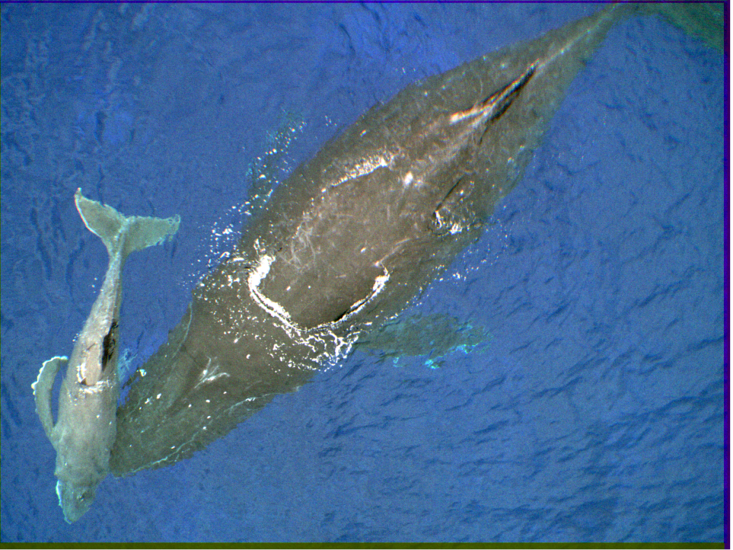 Mother and calf humpback whales as seen from the scientists’ drone, near Rarotonga, Cook Islands.
