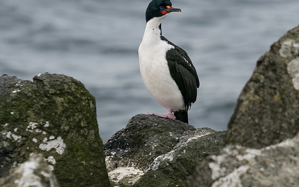 Chatham Island Shag (Leucocarbo onslowi)