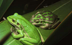 Green and gold bell frogs: delightful to some; less so to others