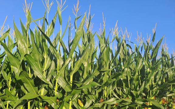 Waikato maize in January 2024