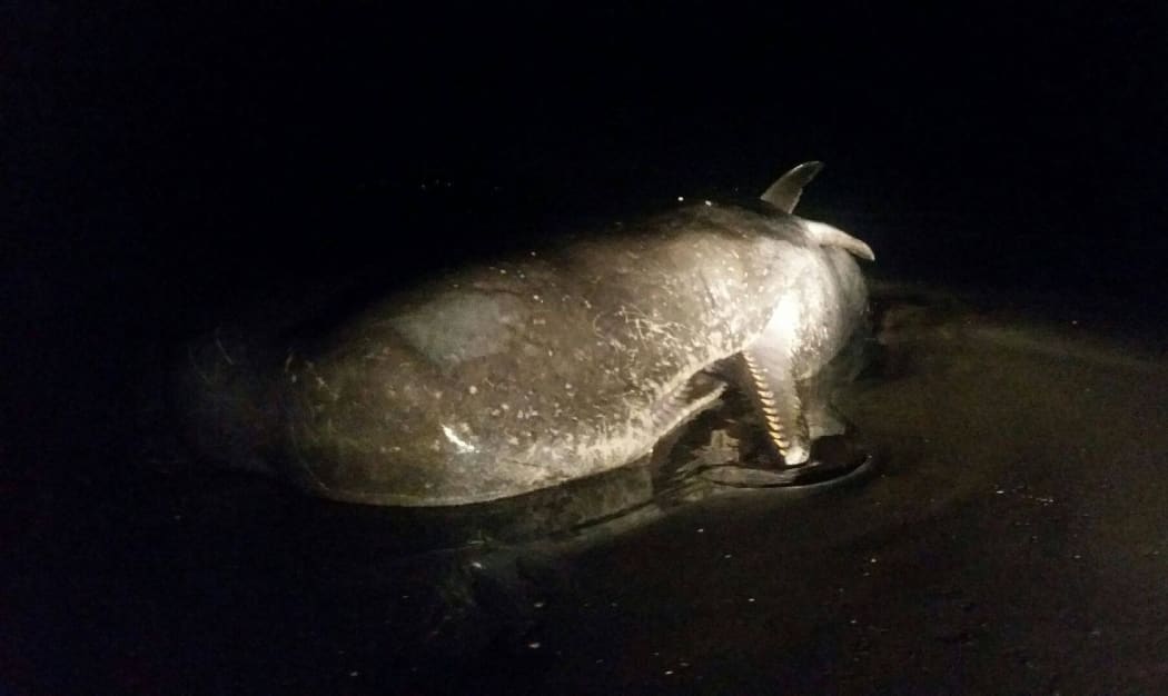 The sperm whale stranded on a Northland beach has died overnight.