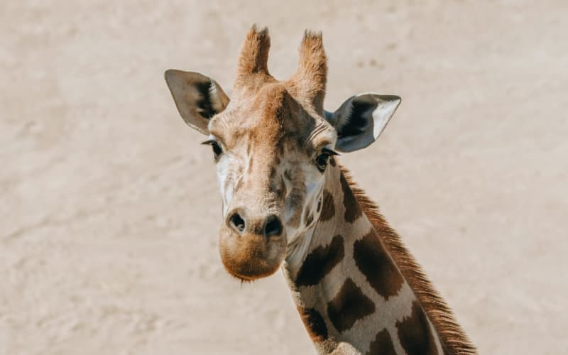 Auckland Zoo has euthanised Rukiya the giraffe due to health-related issues.