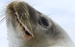A close-up of a Weddell seal's face, with its whiskers, dark eyes and grey-brown fur.