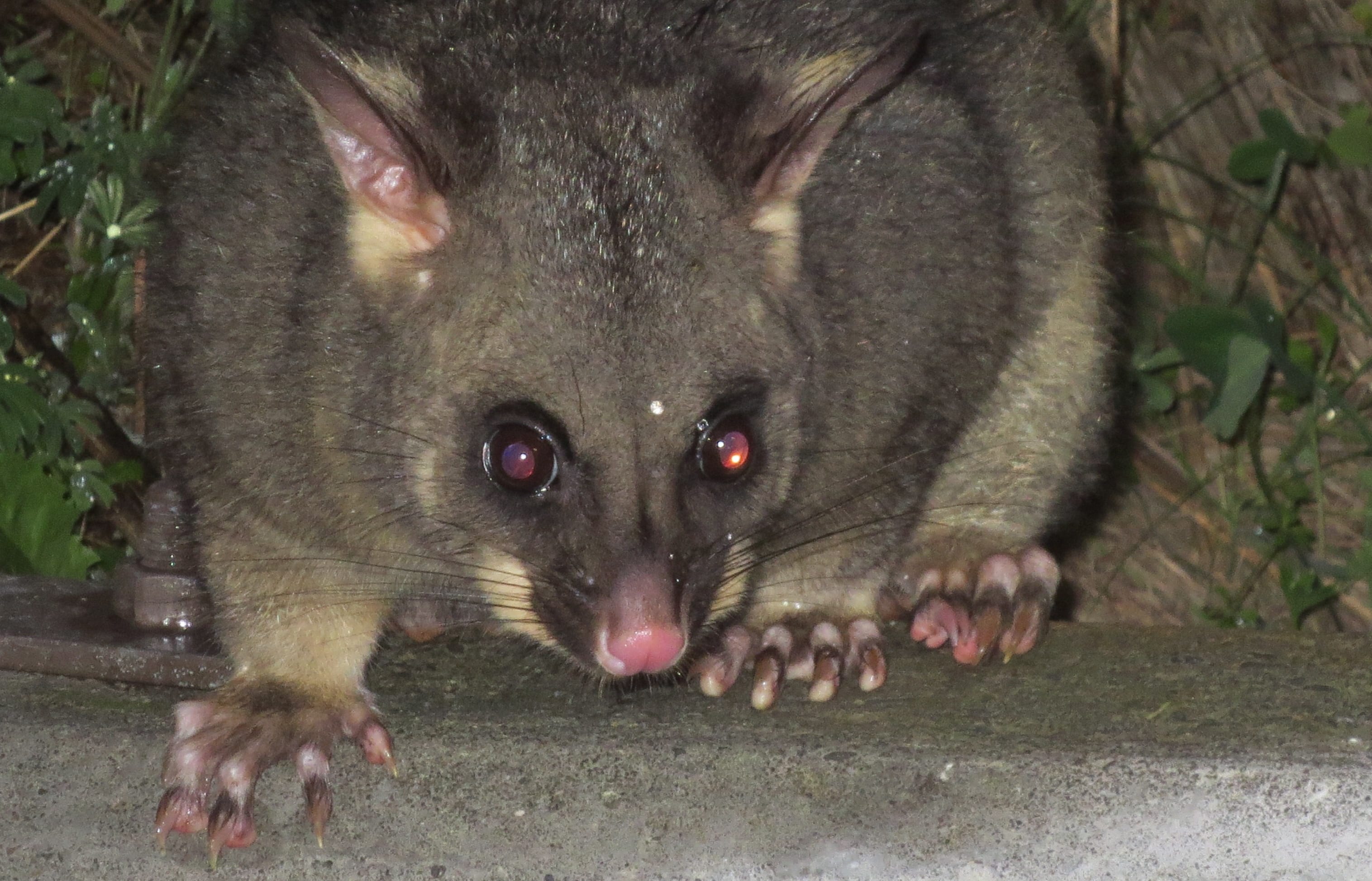 Brushtail possum