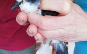 White Faced Storm Petrel