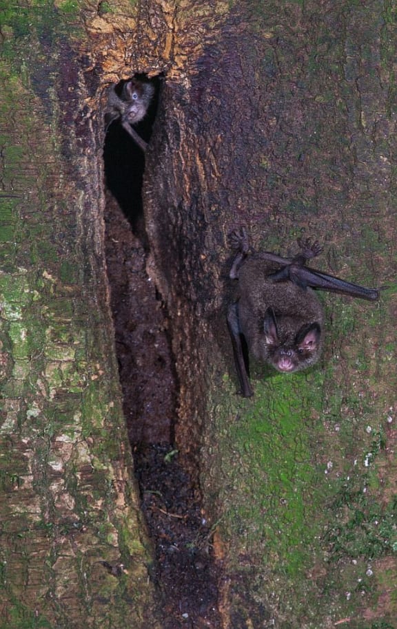Short-tailed bats have an interesting breeding system: male bats sing to attract females to special singing roosts. The occupant of this small singing roost (at the top of the roost hole) watches as a visiting bat leaves, clinging onto the tree trunk with sharp double claws.