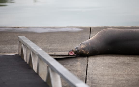 Leopad seal Owha has been spotted in the western reaches of Auckland's Waitemata Harbour.