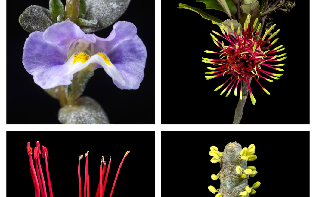 Four close up pictures of native flowers