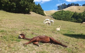 Roo relaxes while others in the alpaca herd stay alert.