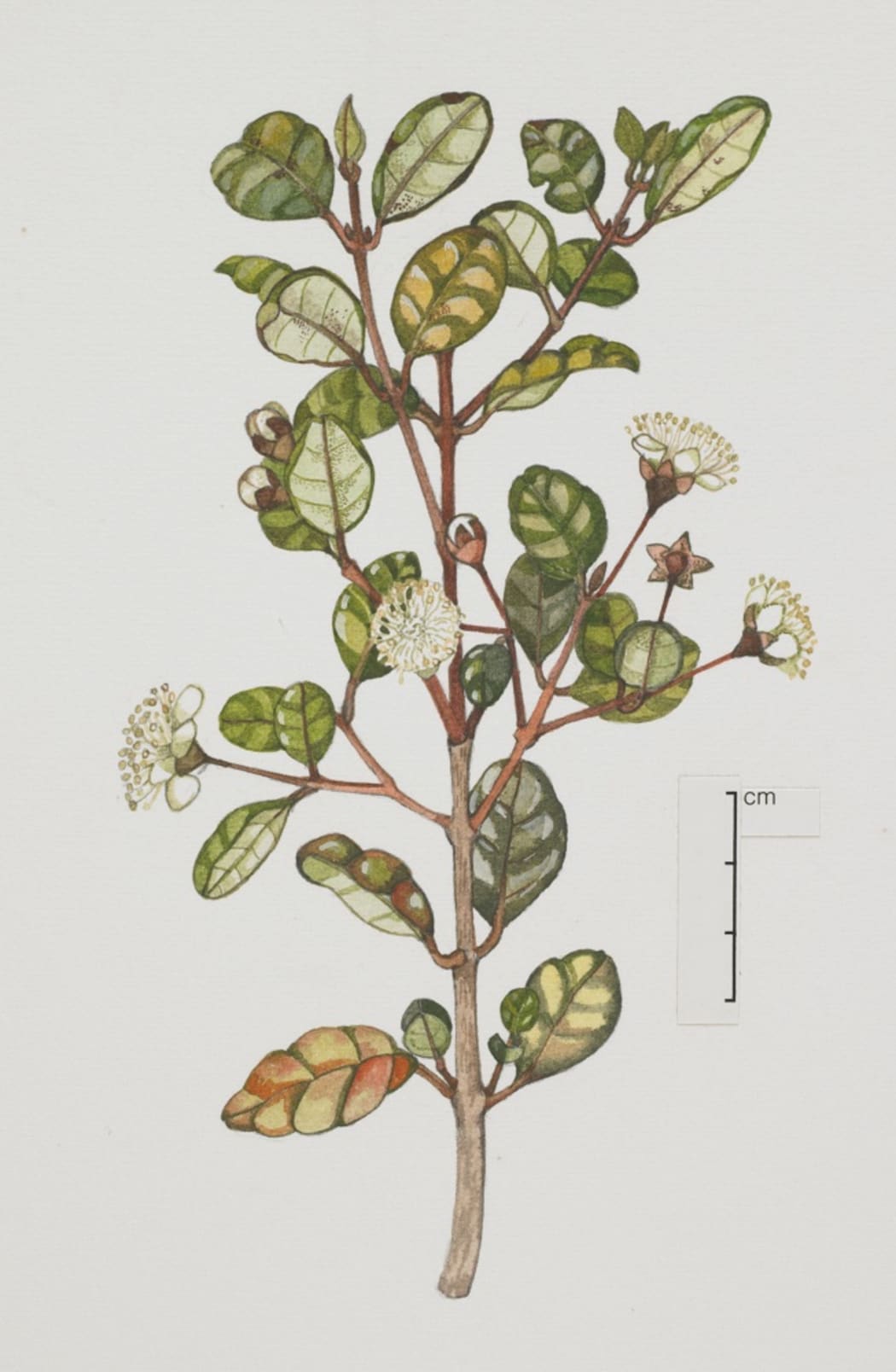 Ramarama, Lophomyrtus bullata.
