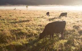 Cows at dawn