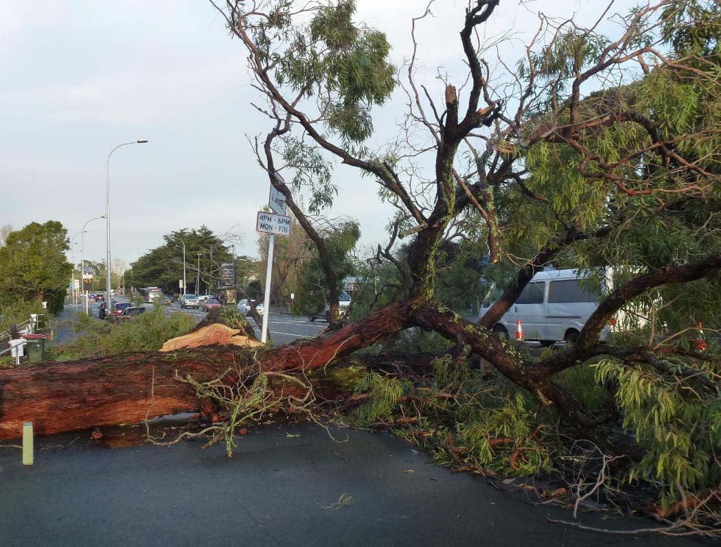 A fallen tree on Great North Road, Western Springs, Auckland.