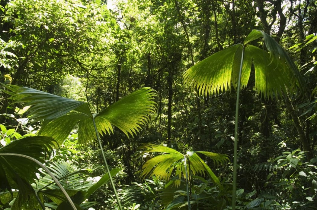 Rain forest in Costa Rica.