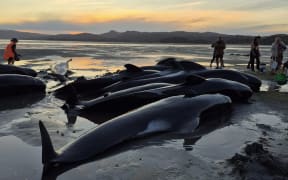 Whales stranded as the sun sets.