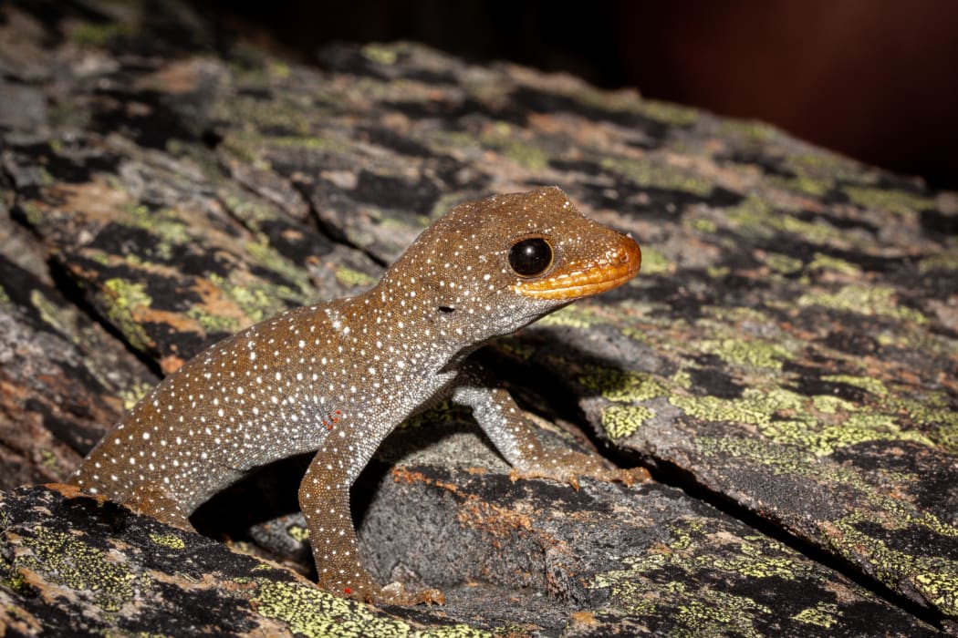 Hura te ao gecko (Mokopirirakau galaxias) discovered in January 2018, scientifically described this year and listed for the first time in this assessment. It is listed as threatened-nationally endangered.