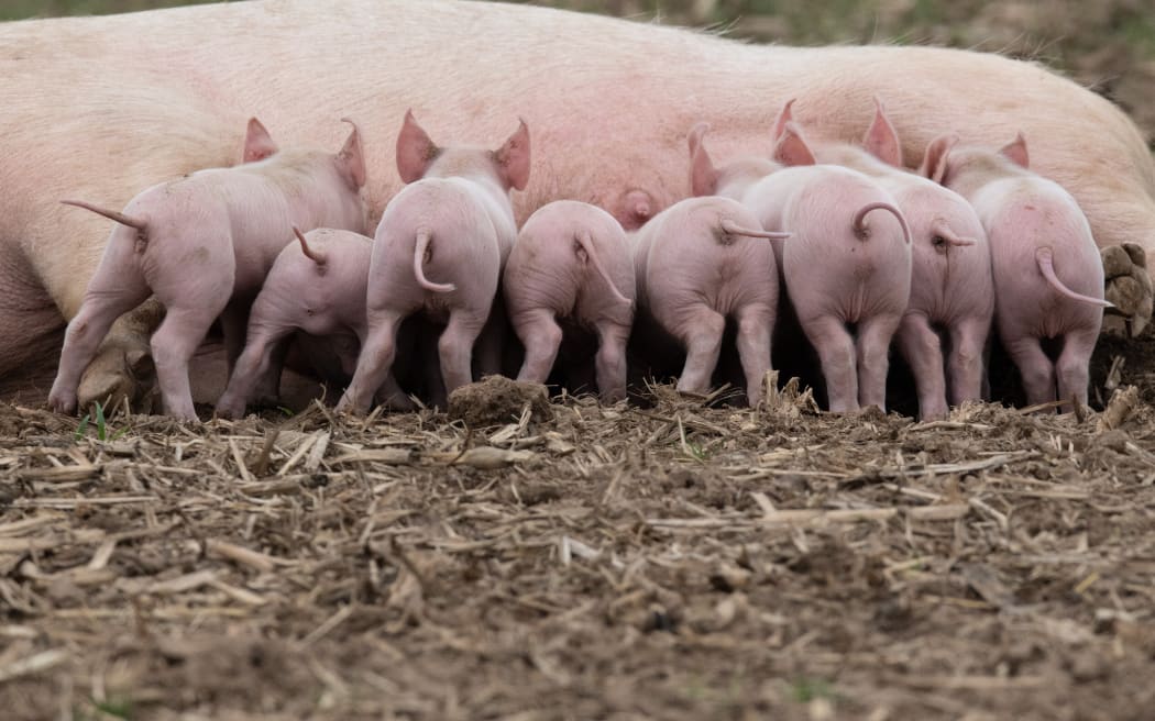 15 April 2022, North Rhine-Westphalia, Jössen: Piglets huddle at their mother's teats in an outdoor enclosure near Jössen in eastern Westphalia, Germany.  AFP