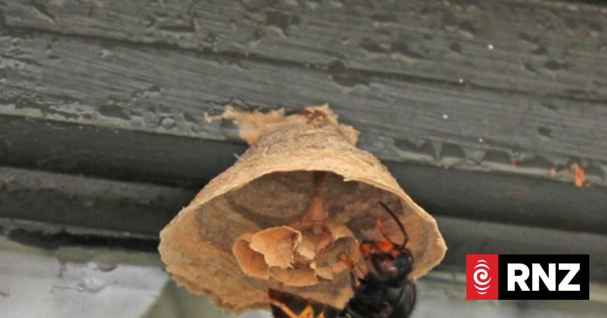 Biosecurity puts Aucklanders on alert for yellow-legged hornets