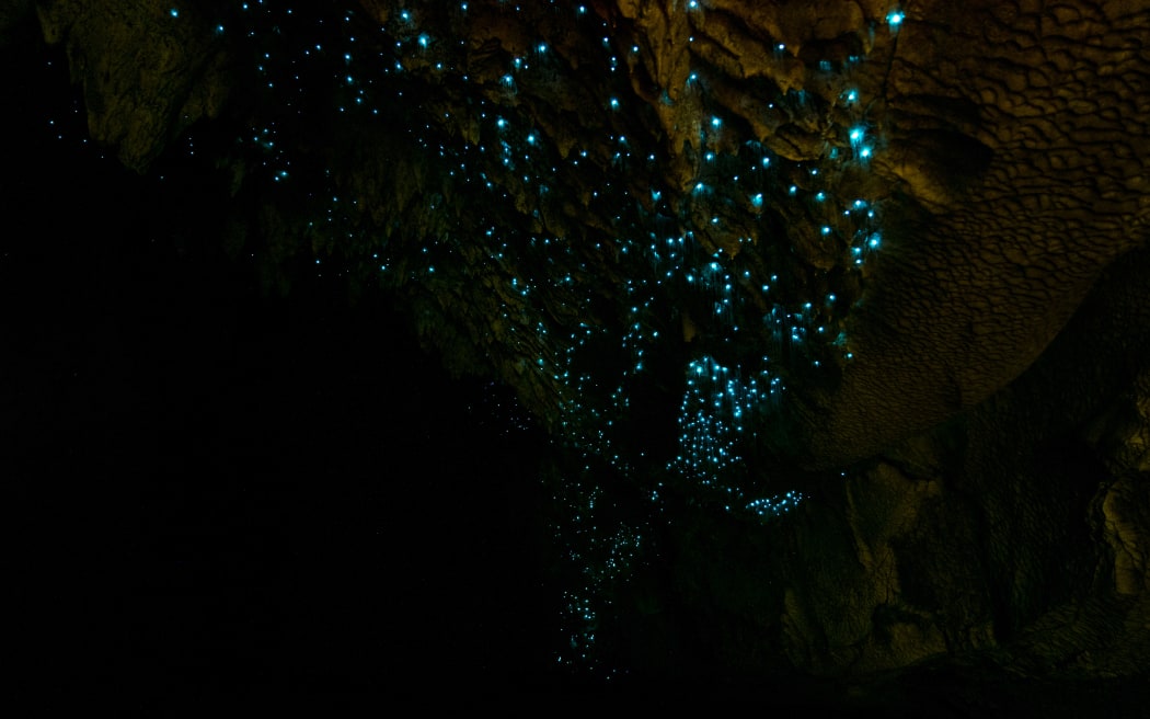 Glow worms in caves.