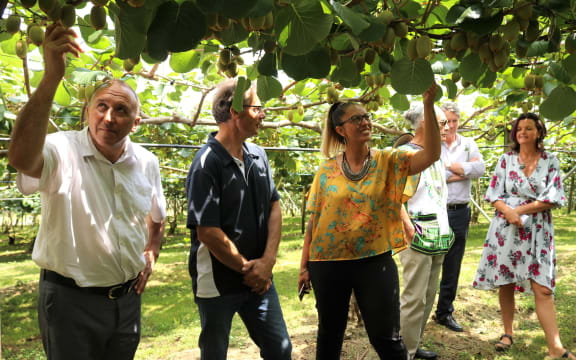 Ngāti Hine Forestry Trust chairman Pita Tipene (left) inspects vines at Pukerau Orchard, near Kerikeri, after the iwi started expanding into kiwifruit in 2018.