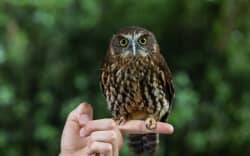 A ruru (morepork) at Queenstown Kiwi Birdlife Park.