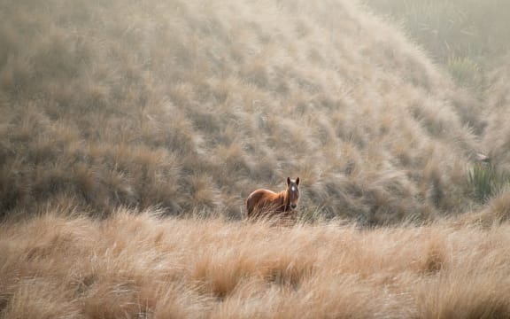 A wild horse roaming in the tussock in the Kaimanawa mountain ranges.