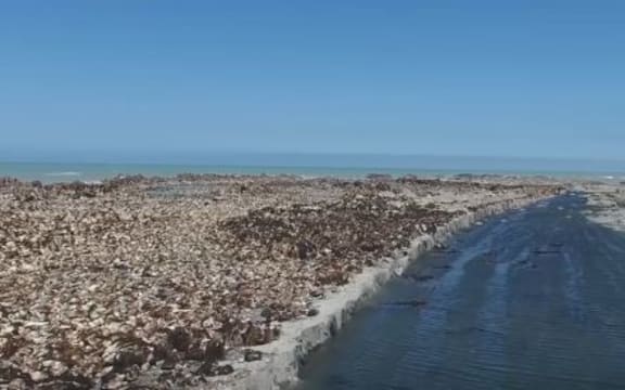 The seabed on the coast of Kaikōura has risen metres out of the ocean.