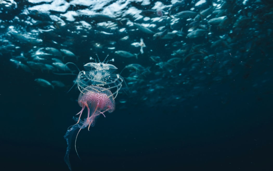 A translucent slipper lobster larvae hitching a ride on the back of a mauve stinger.