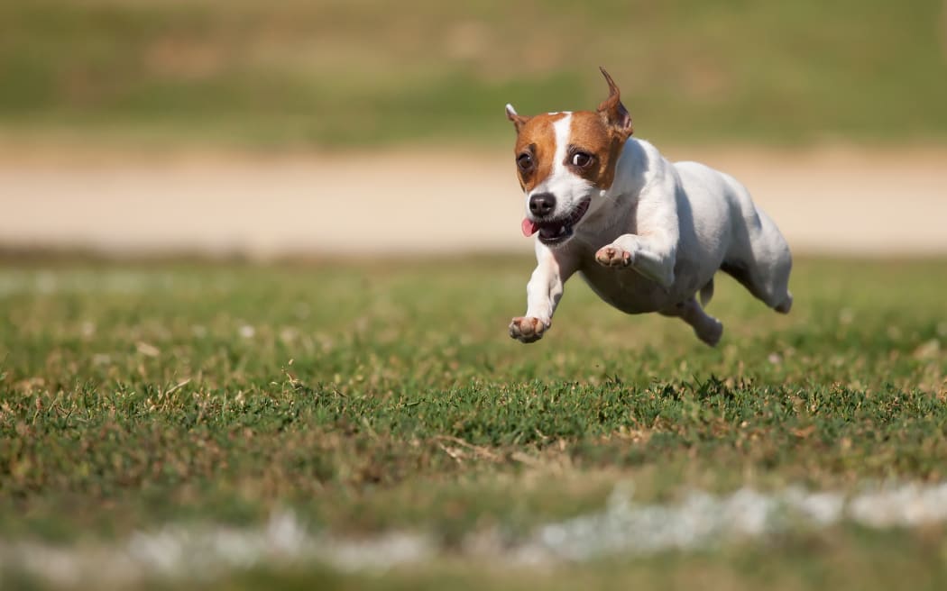Energetic Jack Russell Terrier Dog Runs on the Grass Field.