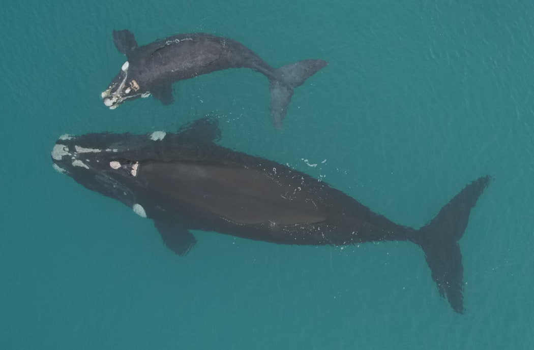 Mother and calf southern right whales, photographed from a research drone at the Auckland Islands breeding grounds.