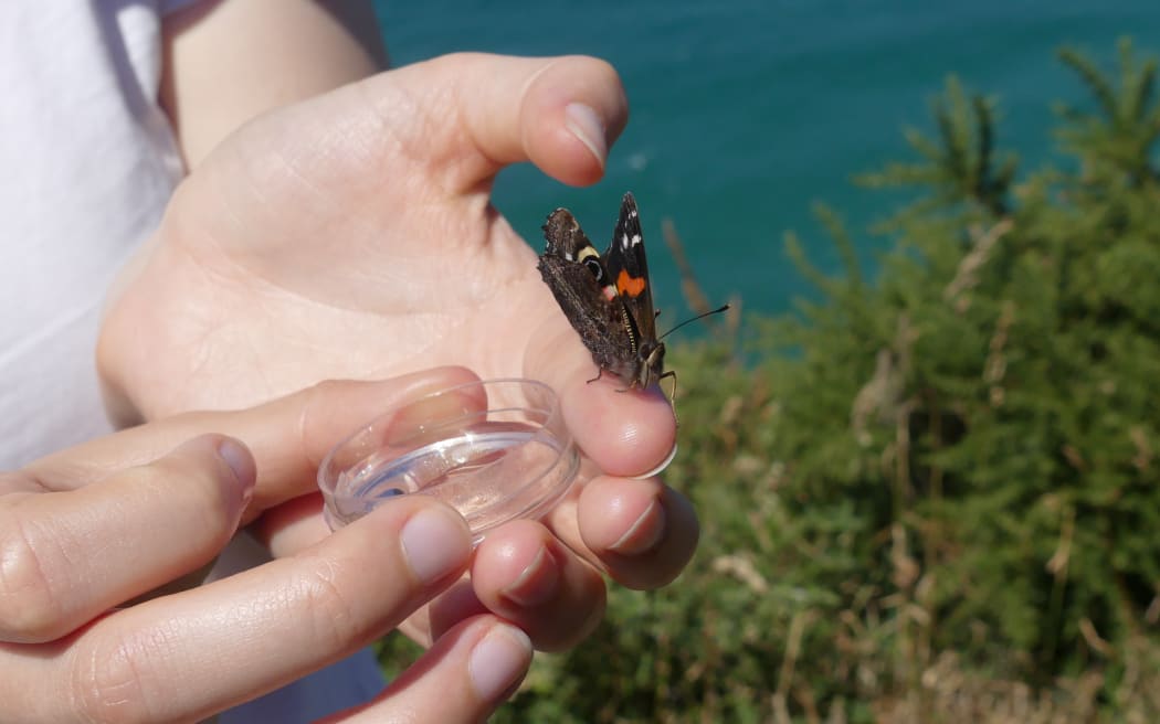 A close up of hands holding a mini petri dish while a kahukura rests on the person's fingers.