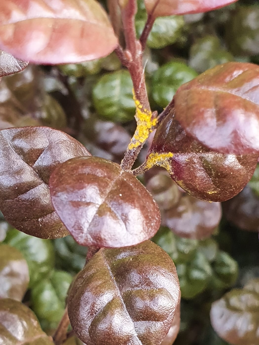 Myrtle rust on a hedge in Ōtautahi-Christchurch, the furthest south an established infection of the plant disease has been seen.