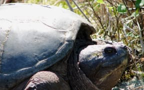 Snapping turtle