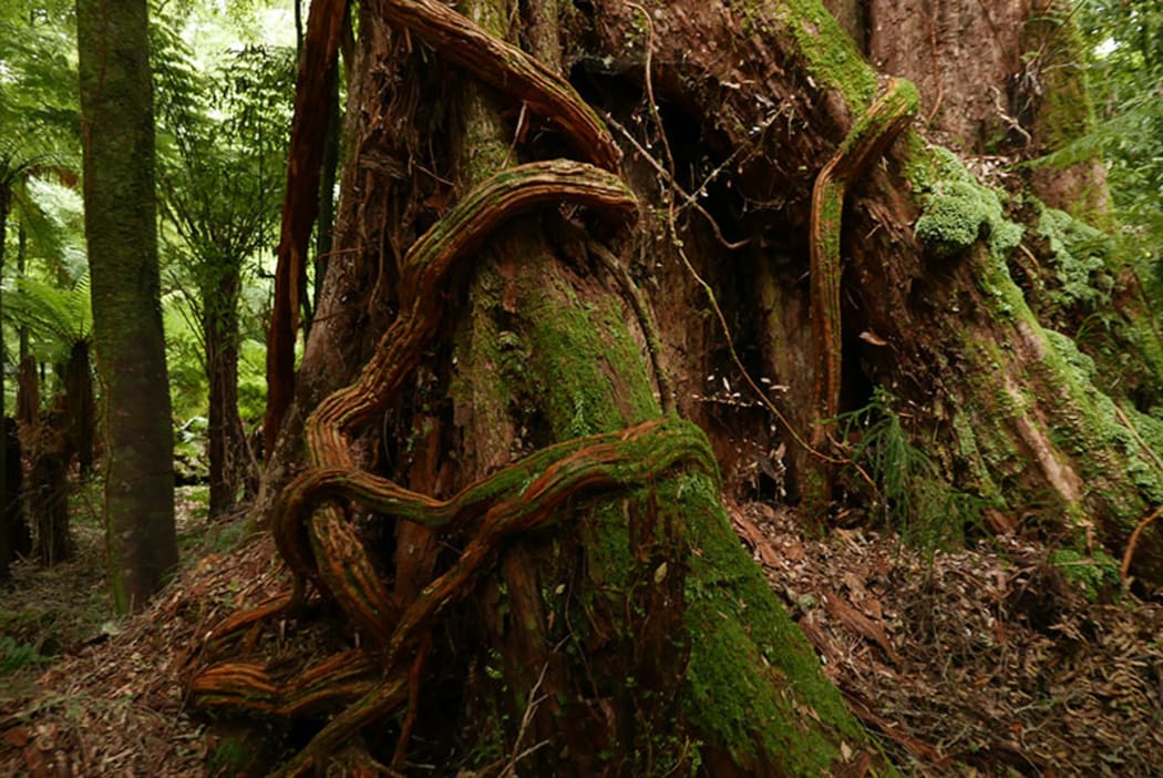 Snaking vines Whirinaki Forest