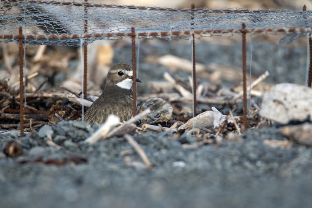Ms Howard built mesh cages as a way to protect the birds from predators.
