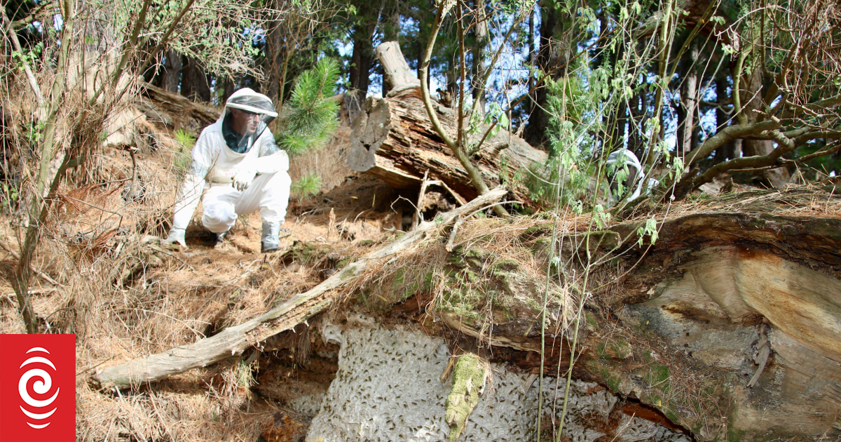 Huge wasp nest 'frighteningly large, but pretty amazing' - Vimarsana News